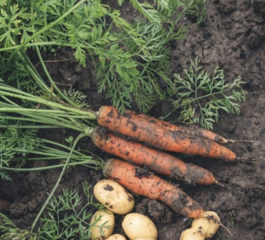 Biologische winterstoofpot met knolselderij en balsamico